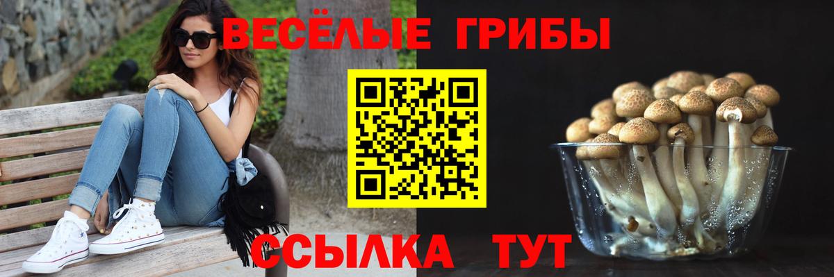 Псилоцибиновые грибы мицелий Майкоп